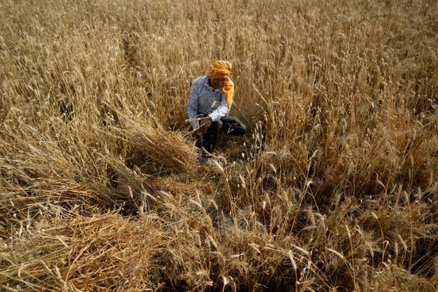 India Bans Wheat Exports, Irks G7