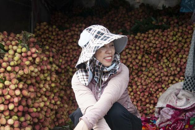 Vietnam's lychee farmers find prosperity in growing trade with China