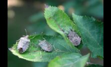 Vehicles and machinery are being held up for delivery due to biosecurity efforts for pests like the Brown Marmorated Stink Bug.