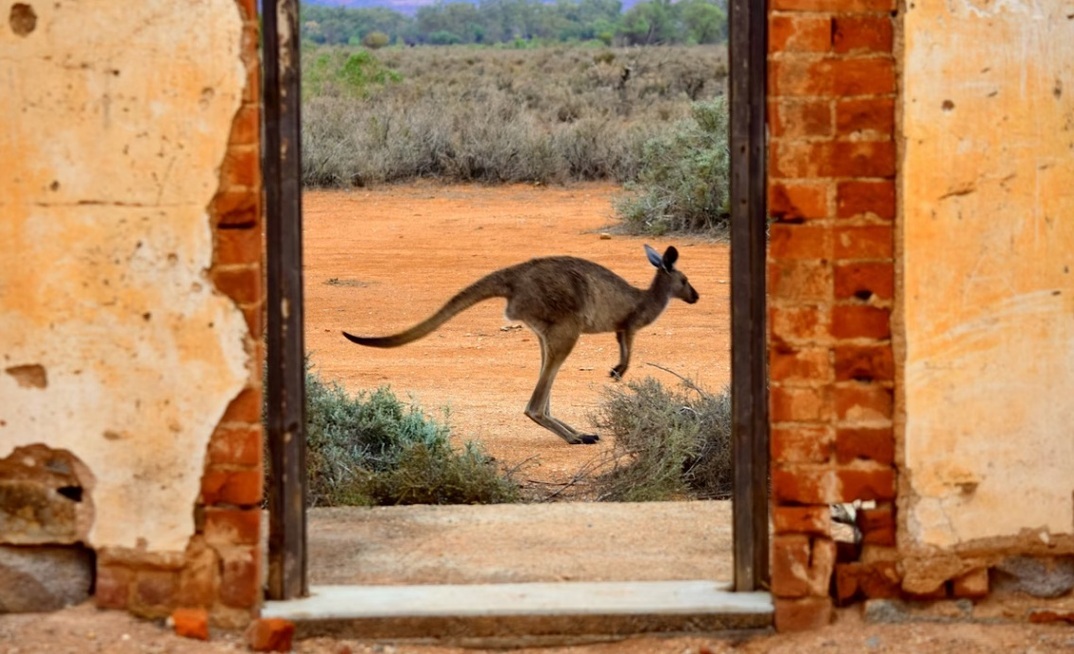 A kangaroo near Broken Hill, NSW