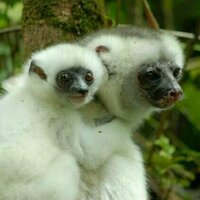 Lemurs can help save Madagascan forests, but first we need to protect them