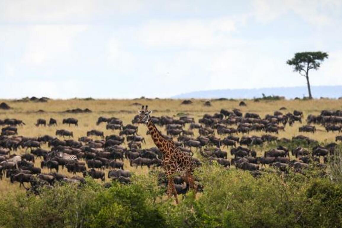 LenstoLens | Wildlife Spectacles: From African Plains to Tibetan Plateaus
