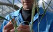 New wheat varieties excite breeders