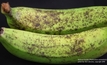 Banana Freckle regrowth deadline