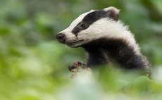 Badger culls still needed with TB cattle vaccine