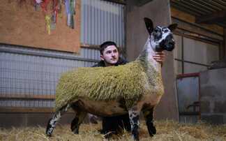  A round up of sale at auction marts around the country