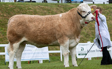 Simmental heifer scores at Royal Cornwall Show 