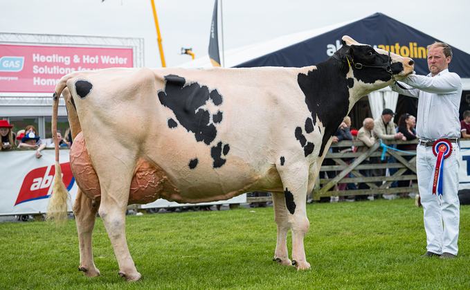 Dairy inter-breed and Holstein champion, Mostragee Bomber Louise 3, from Mark and Tommy Henry, Ballymoney, Co. Antrim.