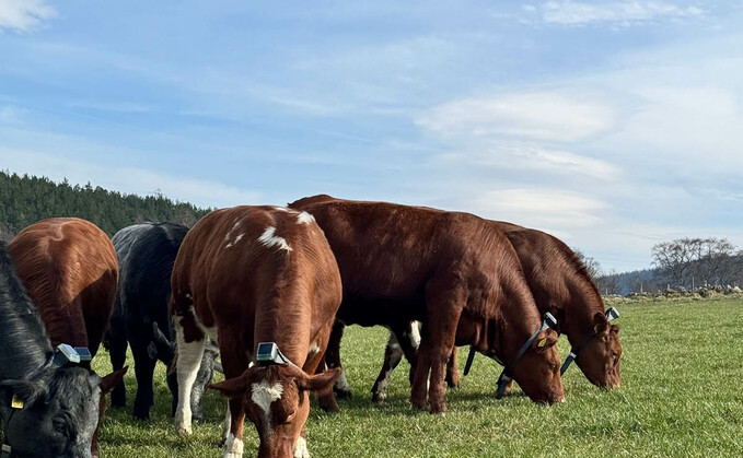 The tough solar-powered VF collars are fixed around the heifers’ necks. The tough solar-powered VF collars are fixed around the heifers’ necks.