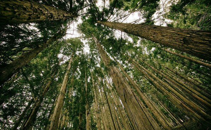 The Tasmanian estate is one of Australia's largest plantation hardwood estates