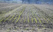  Rabobank has forecast a record winter crop planting in Australia. Picture Mark Saunders.