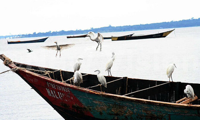 The little egrets on Kimi Island The little egrets on Kimi Island