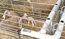  The ‘maternity ward’ at Mernowie Poll Merinos has proven itself as a way of enabling easy pedigree recording and preventing mismothering, even with multiples.  Photo: Mernowie Poll Merinos