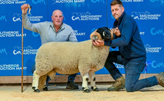 Shearling ram from K. and S. Kempson which sold for 10,000gns