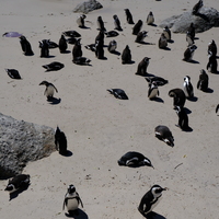 SOUTH AFRICA-CAPE TOWN-AFRICAN PENGUINS-BIRD FLU