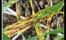  NSW DPI has released an updated and comprehensive guide to help combat blotch disease in barley crops. Photo courtesy NSW DPI.