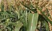 Improving sorghum in drought conditions