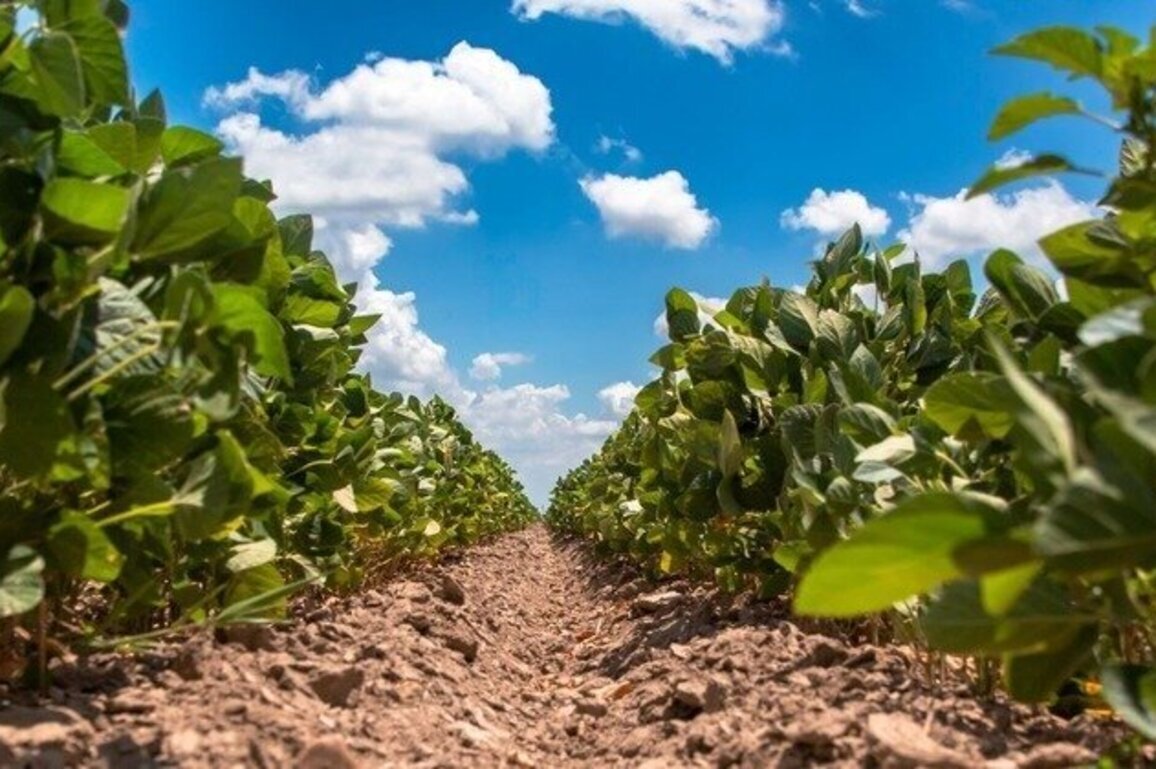 2026 planting season crucial for AR farmers  