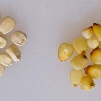 California makes new folic acid rule mandatory for use in staple foods