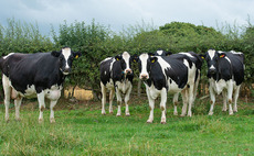 Man left with 'nasty injuries' after being trampled by cows in a Suffolk seaside town