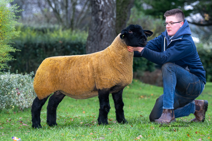 Ewe lamb from Birness flock which sold for 9,000gns