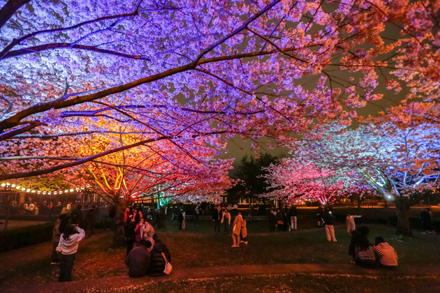 CANADA-VANCOUVER-BLOSSOMS AFTER DARK