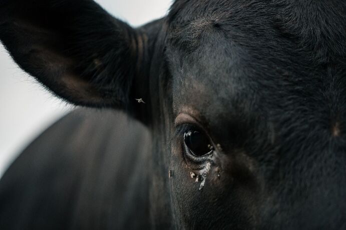 A new project, monitoring fly and beetle populations in the WA wheatbelt, is delivering interesting results. 