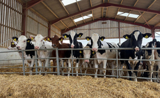 Shropshire dairy farm sees calf health boost after tackling bovine coronavirus