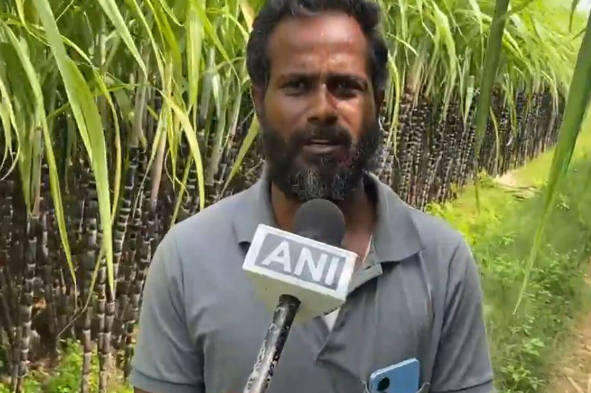 Tamil Nadu: Bumper sugarcane harvest brings cheer to farmers in Trichy ahead of Pongal