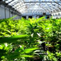 Opinion- Minnesotas cannabis roots run deeper than you might think