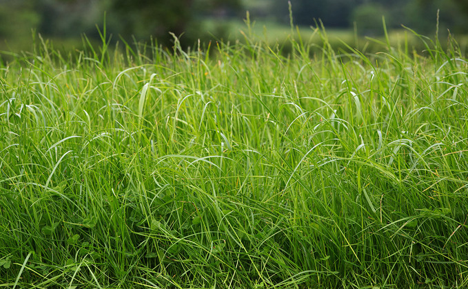 Project launched to increase grassland resilience