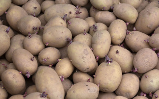 UK Government must bolster efforts to unlock seed potato trade, says union