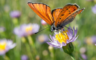 Increasing biodiversity was seen as a big benefit of regenerative farming