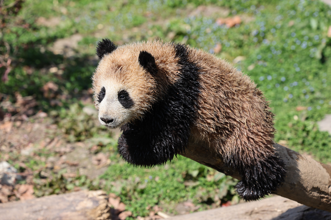 (SichuanMosaics)CHINA-SICHUAN-SPRING-GIANT PANDA (CN)