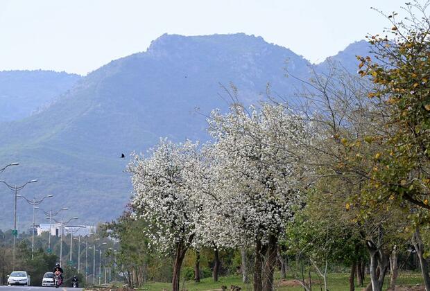 Asia Album: Spring blossoms in Islamabad, Pakistan