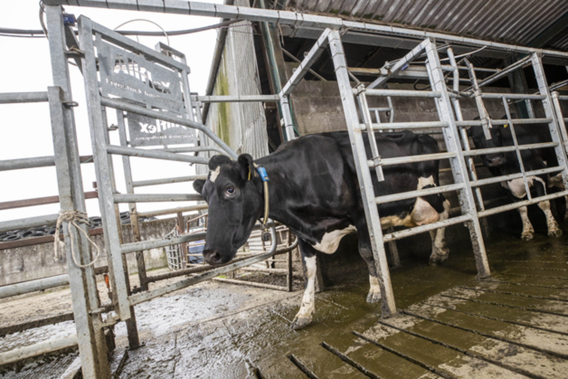 Partner Insight: Automatic segregation for efficient accurate and safe cow control 