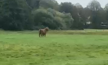 Police shoot 'dangerous' bull after it escapes from abattoir