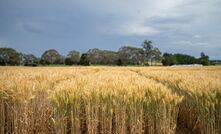GRDC said uncontrolled infections of net form net blotch can dramatically reduce barley yields and grain quality.  