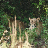 KENYA-WORLD WILDLIFE DAY-ANIMALS