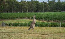 Tariffs on Australian wine have been lifted by China. Photo: Zihao Wang, Shutterstock.