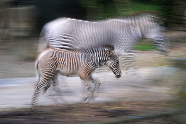 SINGAPORE-LUNAR NEW YEAR-ZOO-ZEBRA FOAL