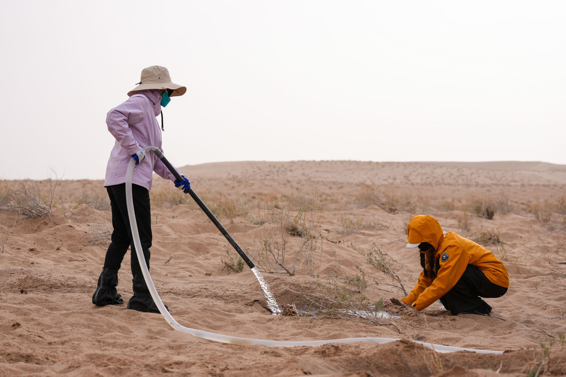 ChineseToday | Volunteers build green future on sandy land in NW China