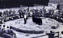 Aberdeen-Angus breed looks to the future as it reflects on major milestone