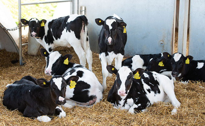 How to prevent navel ill this calving season