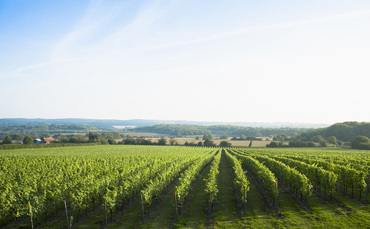 Cheers! UK wine production soars 55%