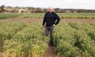 Early sown field peas a boon for yields