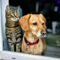 Family law changes will better protect domestic violence victims - and their pets
