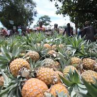 Farmers in Bangladesh's pineapple heartland eye Chinese market