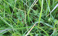 What are the benefits of herbal leys?