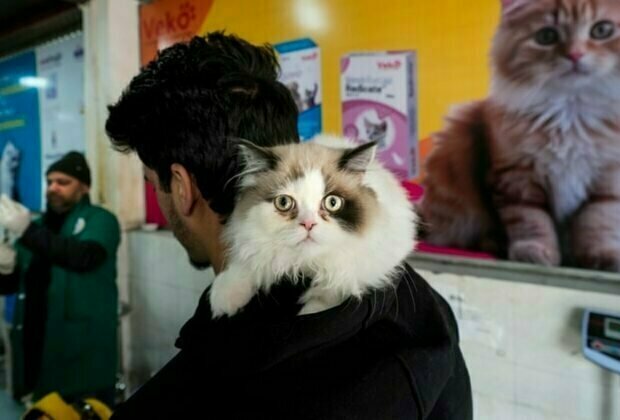 Social media storm throws cat owners in Kashmir into tizzy